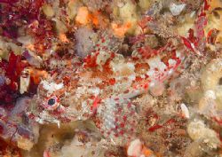 Scorpion fish amongst sponges.
Menai Straits, night dive... by Mark Thomas 